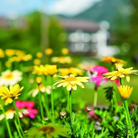 酒店 Alpenjuwel Parkhotel 4 Sterne Superior Genusshotel Mit Feinster Kulinarik & Golf Ihr Rueckzugsort Inmitten Der Alpen Mit Tradition Und Eleganz
